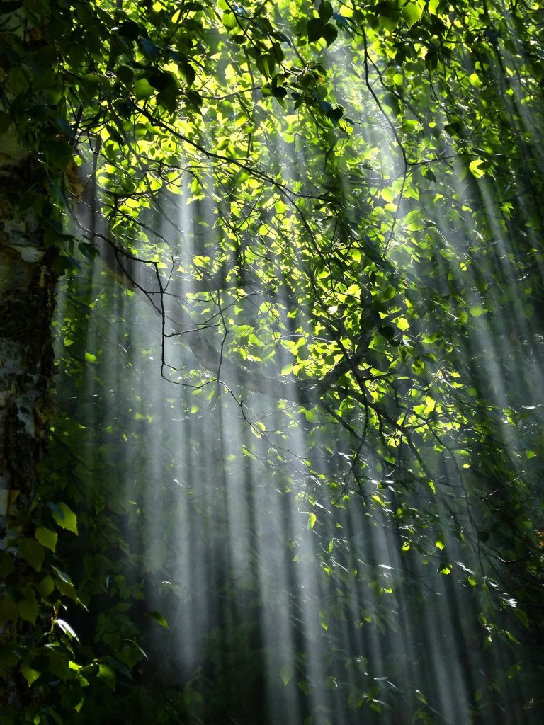 Biodiveristy in forestry operations