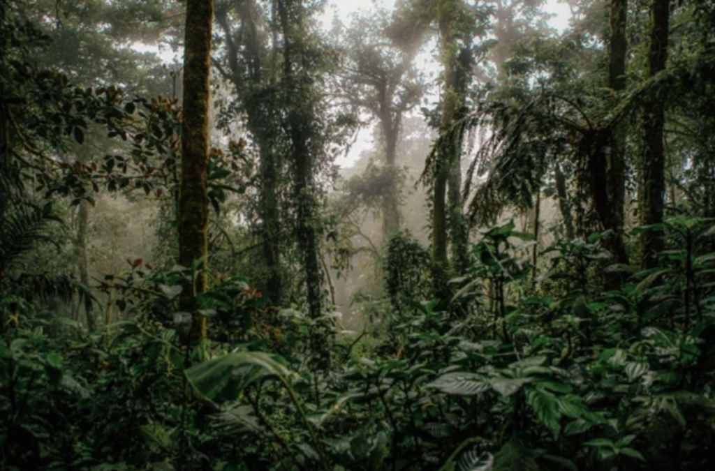 Existing systems for biodiversity finance