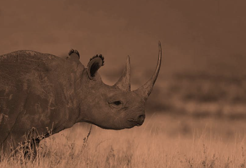 Some examples on private finance for biodiversity
