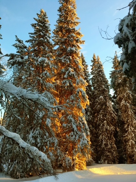 Natural Climate Solutions