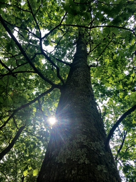 Financing nature