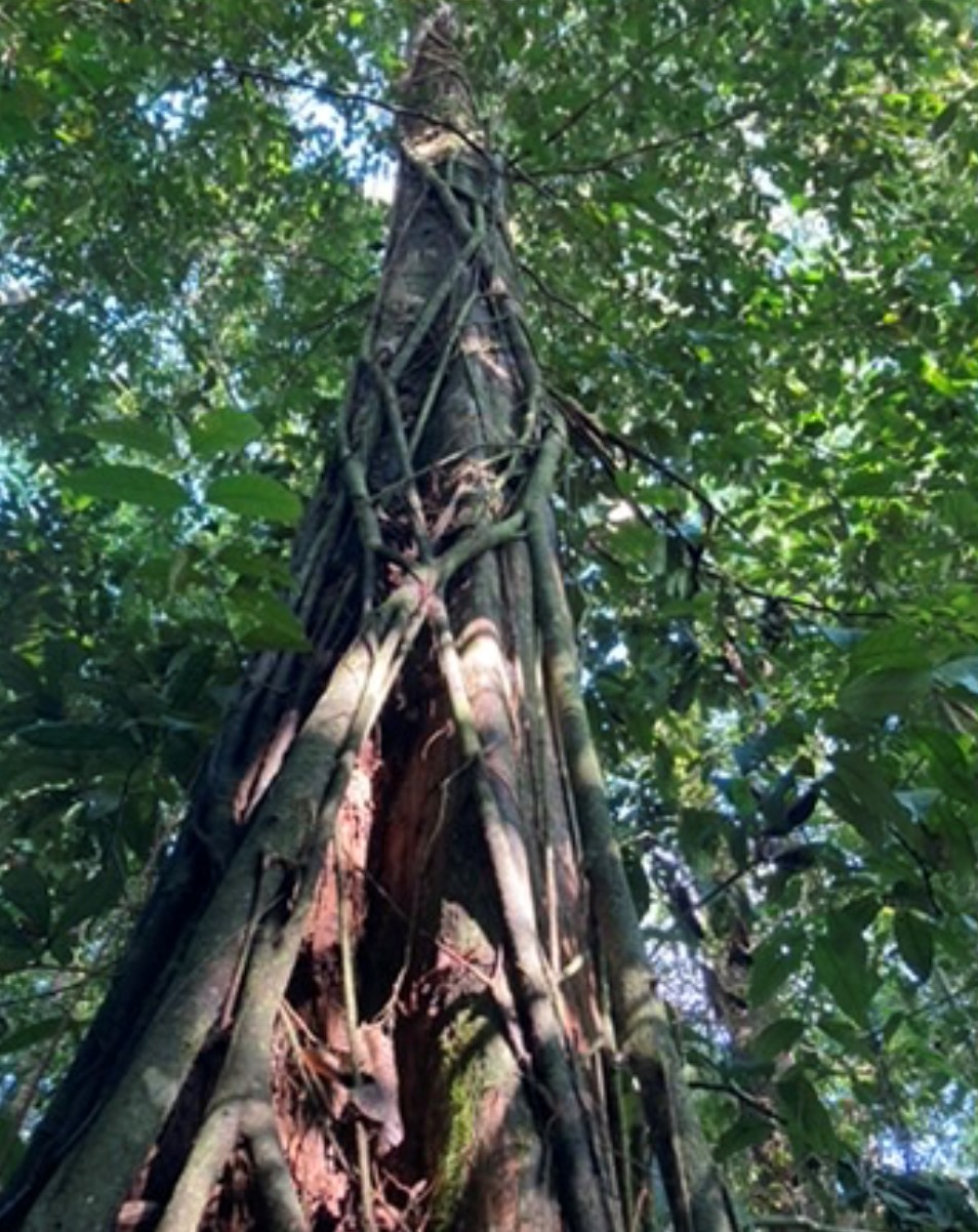 The complexities of forest conservation and restoration